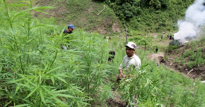 ladang ganja