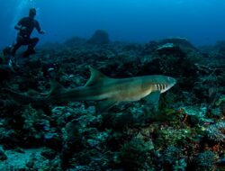 Menguak Misteri Ikan Pingsan di Alor