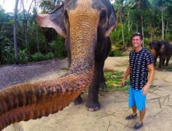 Thailand Gempar ada Gajah Selfie