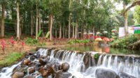 Mengunjungi Rengganis Forest Park, Jember