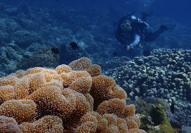 5 Tempat Wisata Alam Wakatobi ideal untuk kegiatan Diving