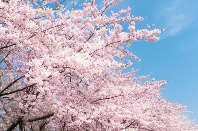 April Jadi Momen Favorit Berwisata ke Jepang, Begini Alasannya