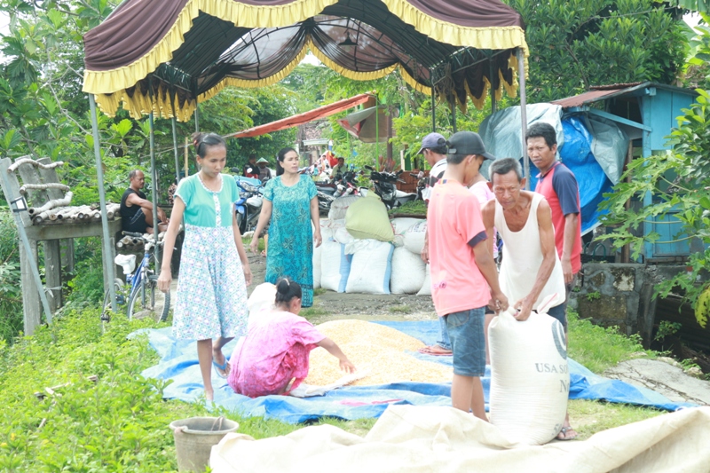 Penduduk mengamankan hasil Panen agar tidak terkena terjangan air banjir