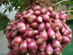 harga Bawang merah