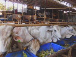 hebatnya Hewan Qurban di mata sains