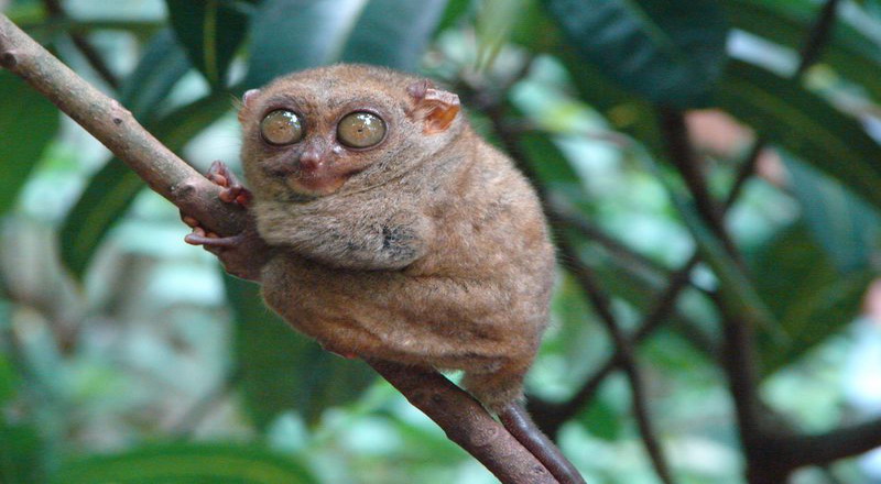 tarsius